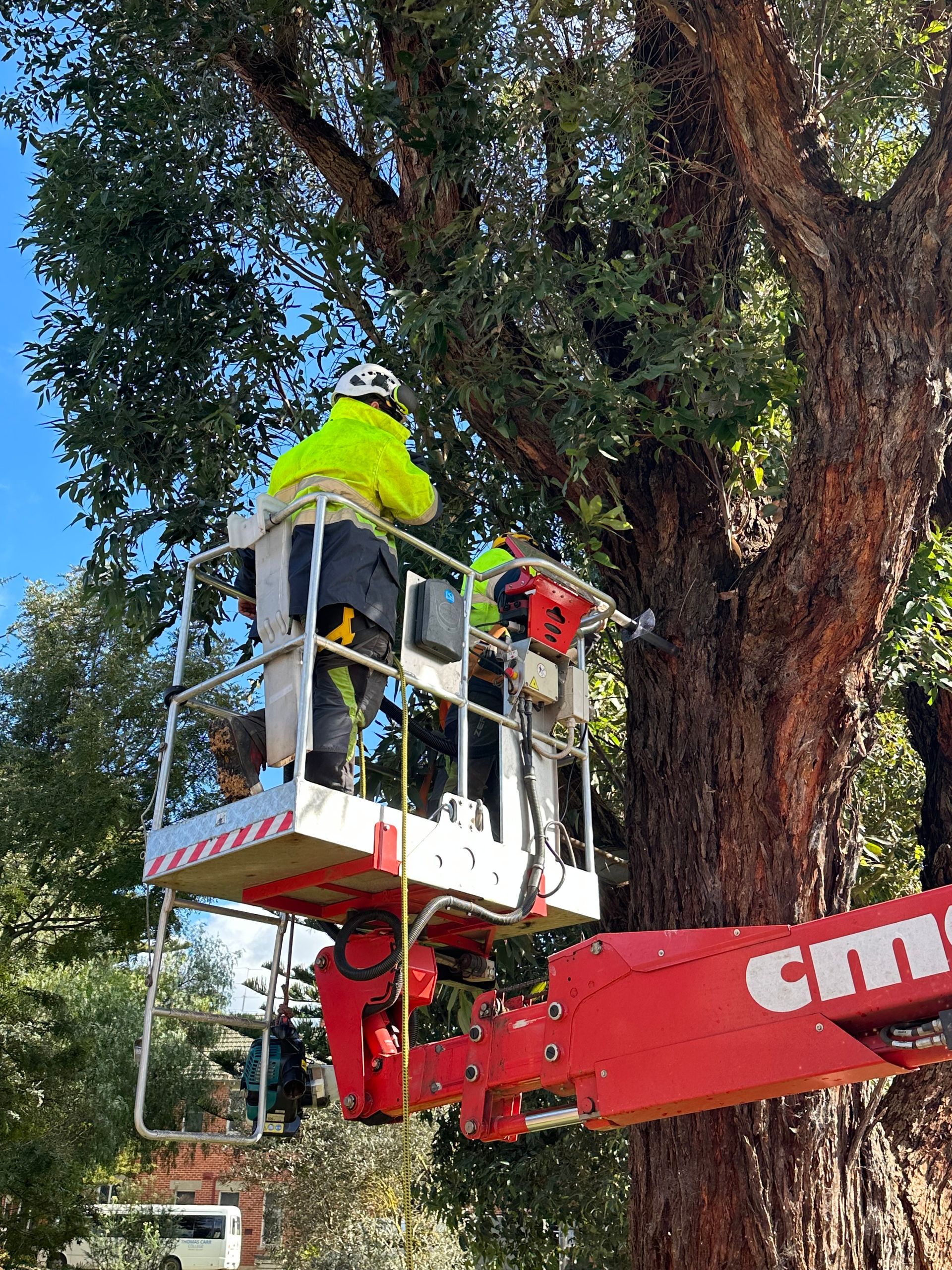 Two tree workers in a lift bucket trimming a tall tree. Bright yellow safety vests, sunny day.