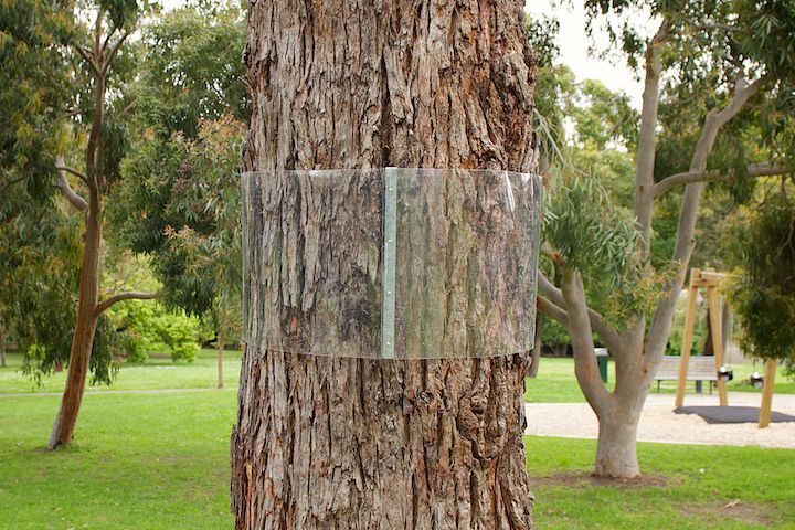 Tree trunk with a clear plastic band wrapped around it, in a park setting.