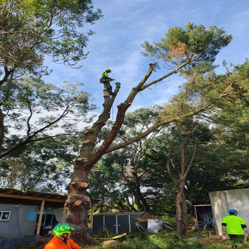 Arborist in a tree, trimming branches with chainsaw. Two other workers on the ground.