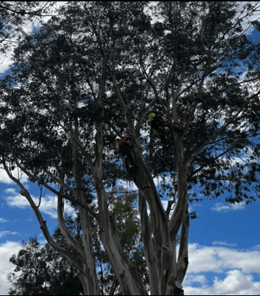 Two tree climbers working in a tall tree with a blue sky background.