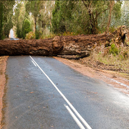 Large fallen tree blocks a two-lane road in a wooded area. The asphalt is wet.