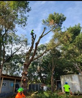 Arborist trimming a tall tree. One worker high in the tree, two on the ground wearing safety vests, in a yard.