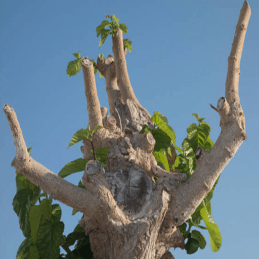 Pruned tree with light-colored, branching limbs against a clear blue sky. Some green leaves are sprouting.