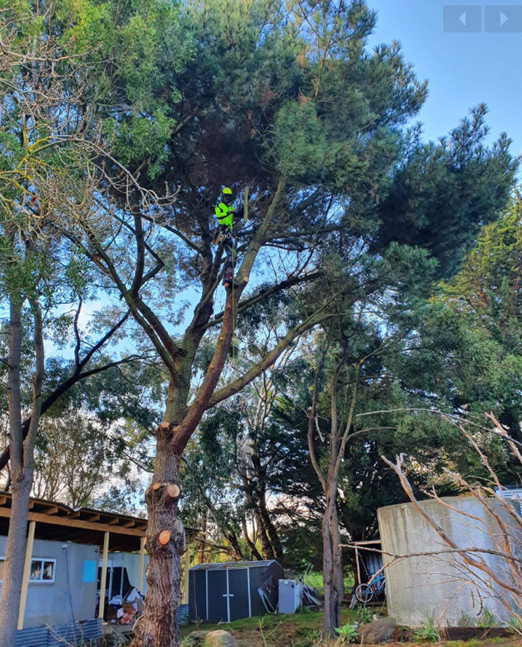 Canopy Raising — Colac, VIC — Colac Trees