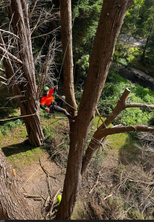 Dead or Diseased Branch Pruning — Colac, VIC — Colac Trees
