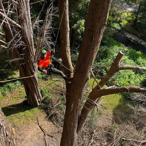 Arborist in orange shirt and green helmet, working on a tree with ropes. Outdoors, near a stream.