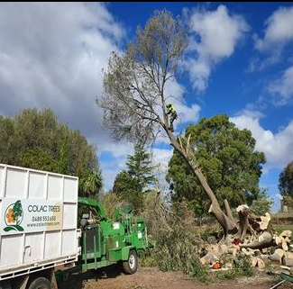 Tree removal in progress; worker high in a tree, truck and wood chipper on site. Blue sky and sunny.