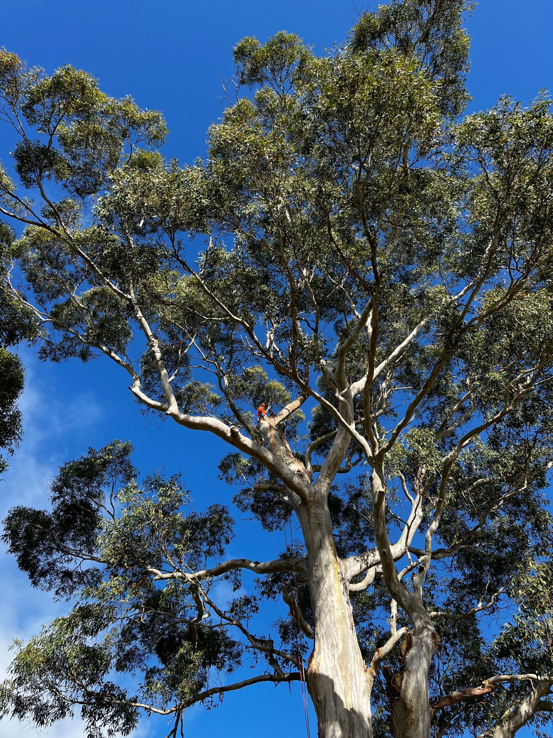 Tree Pruning Services — Colac, VIC — Colac Trees