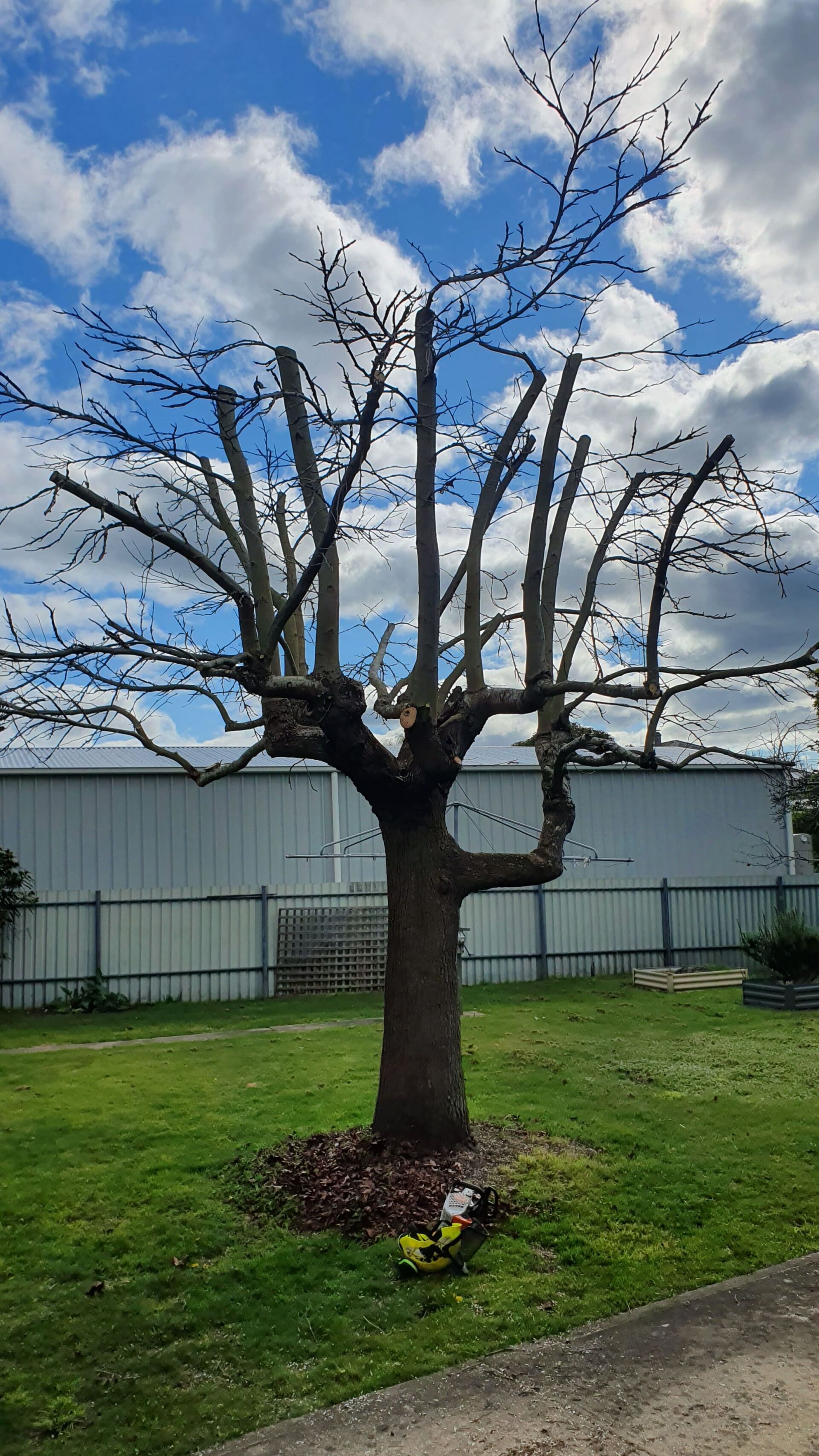 Tree with multiple large branches pruned, set against a cloudy sky and a building.