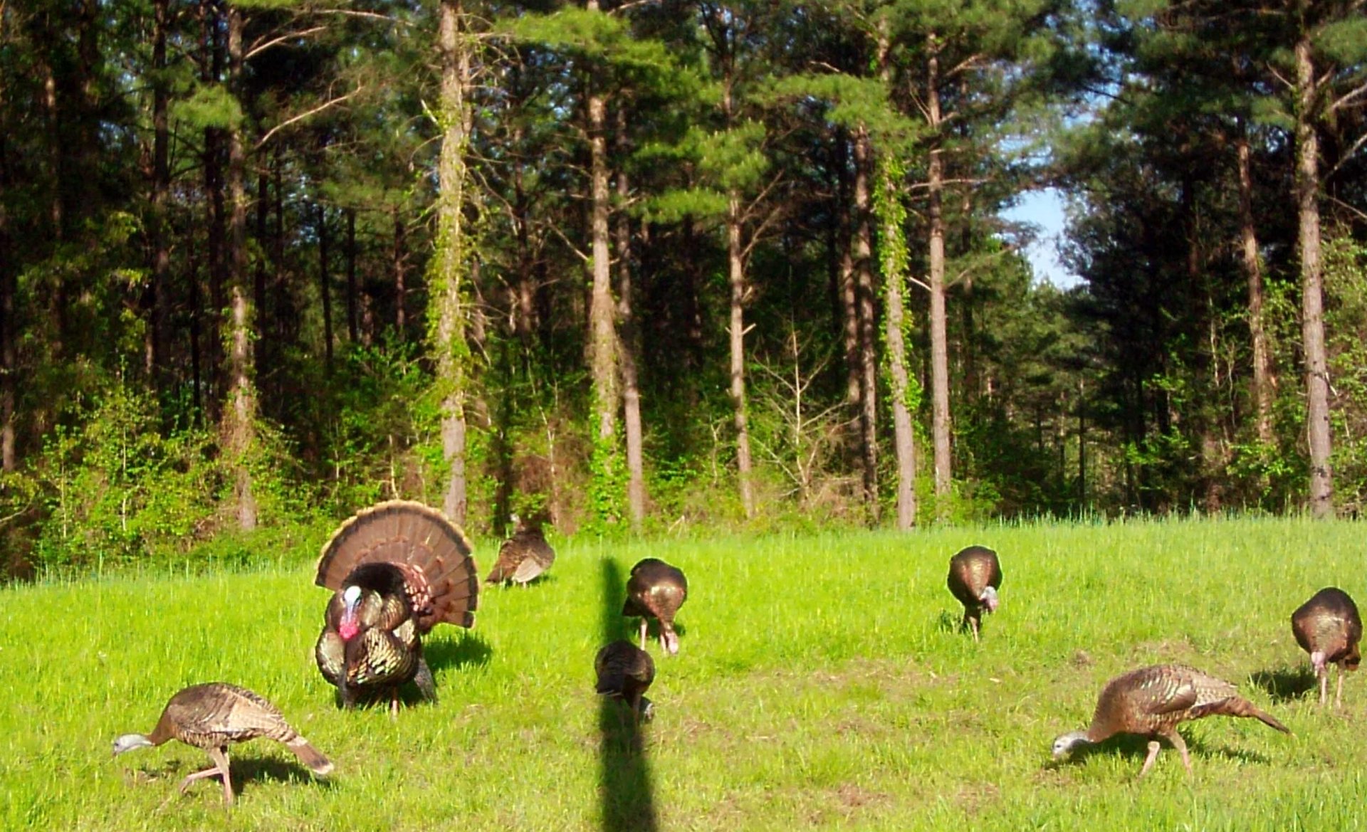 turkey-hunts
