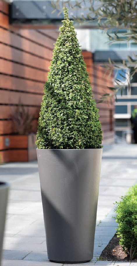 Tall cone-shaped topiary in a gray planter beside a brick building outdoors