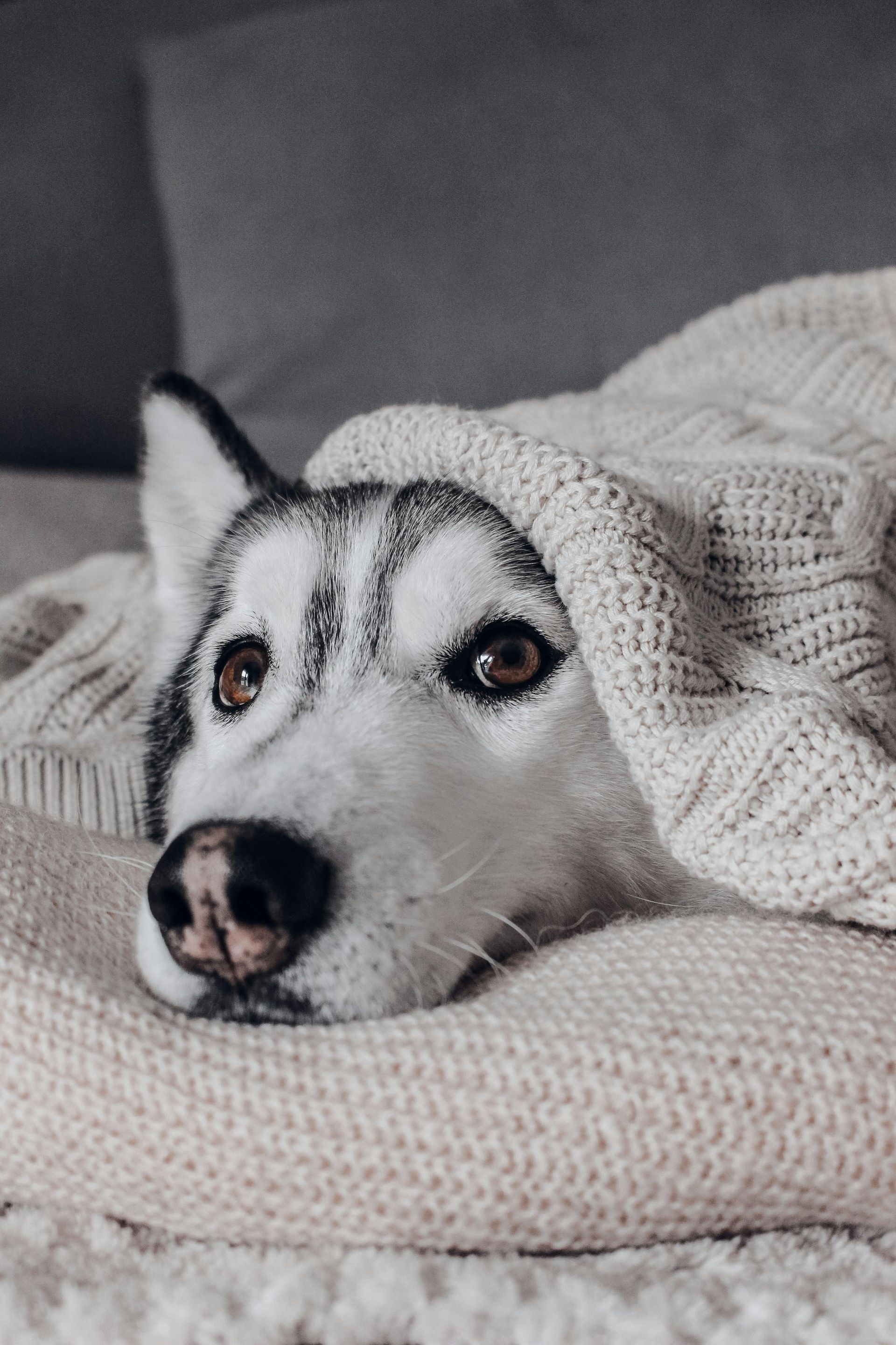 Pet wellness