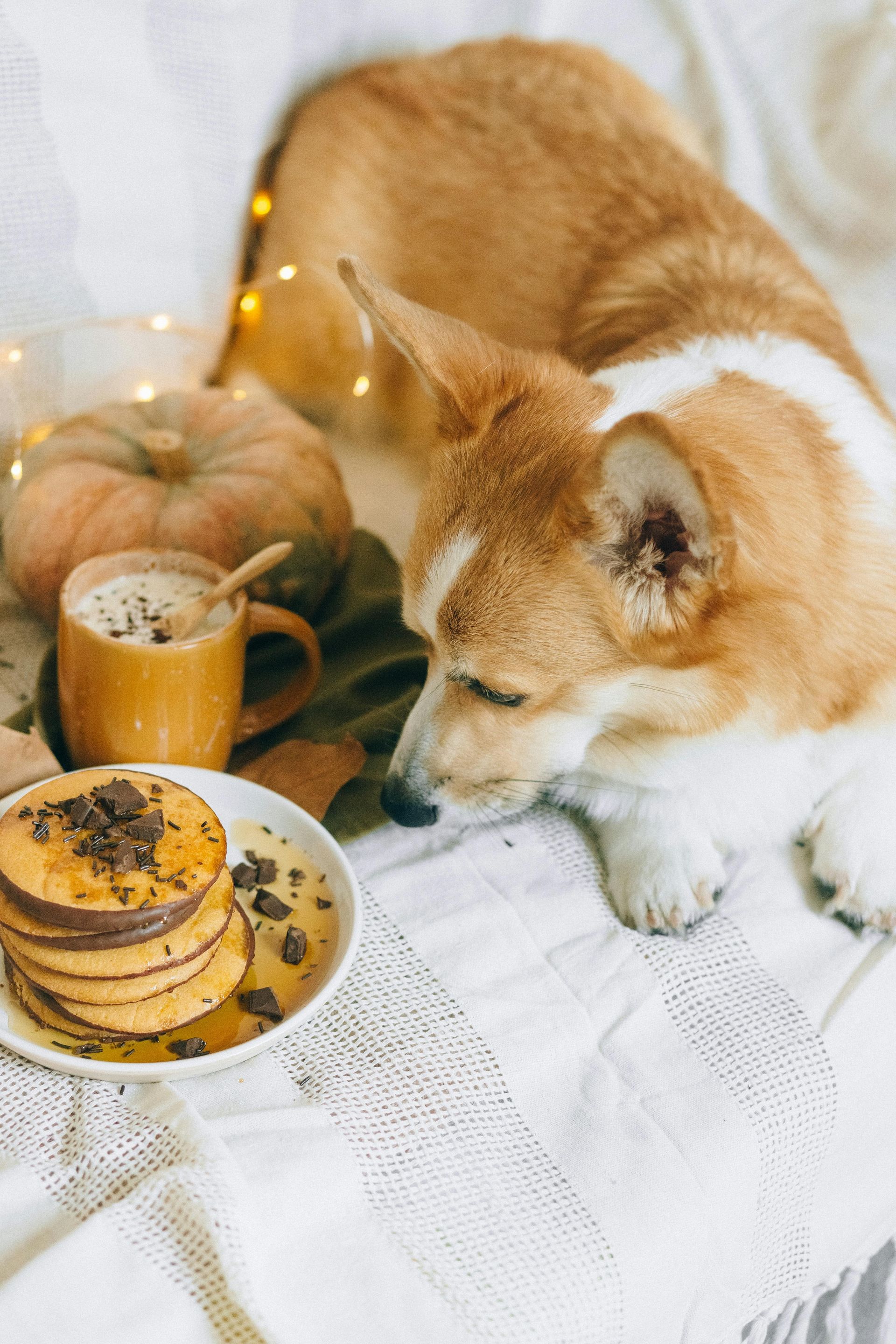 Pet nutrition
