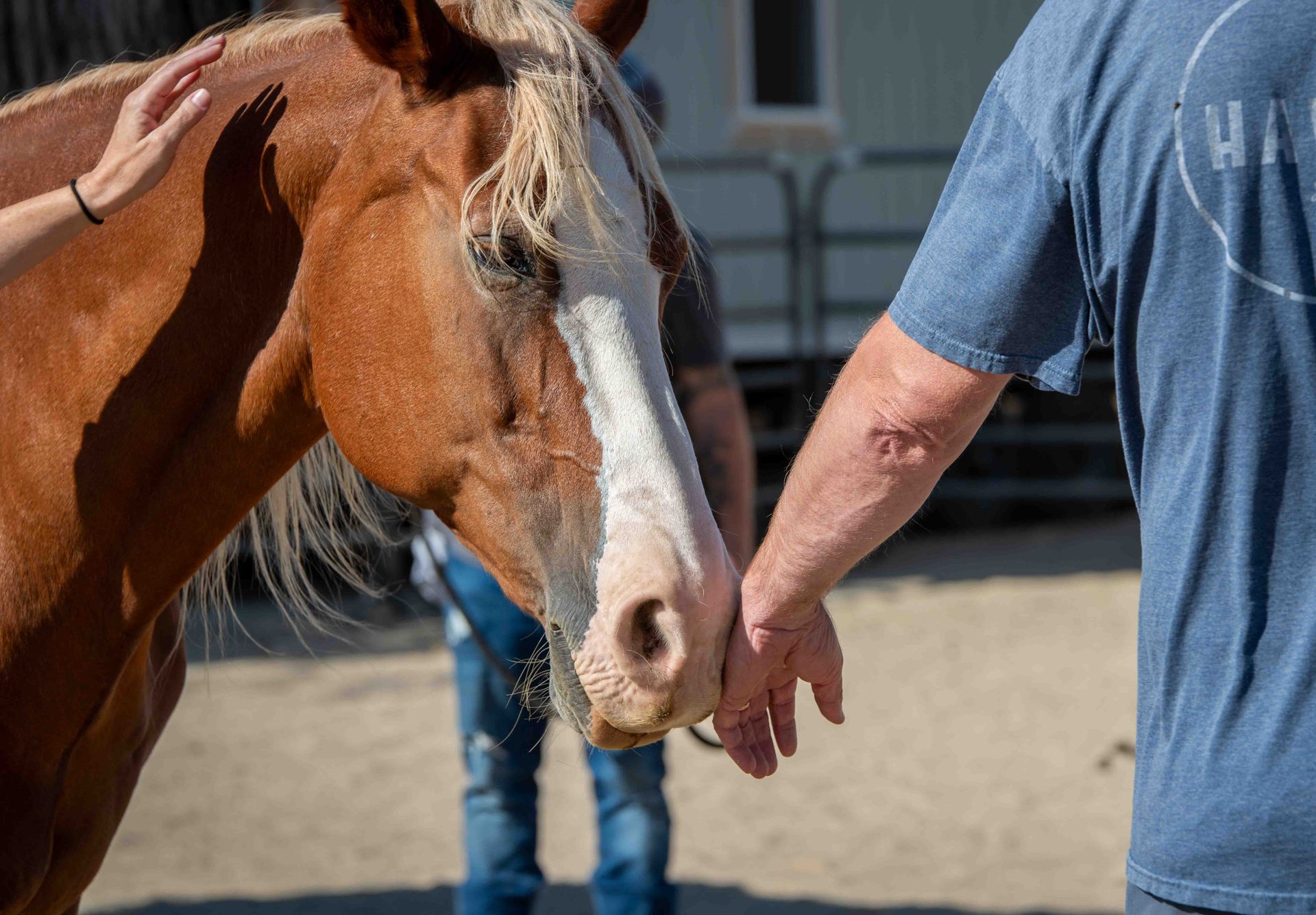 Rescued horse at Hearts Landing Ranch supporting mental health programs