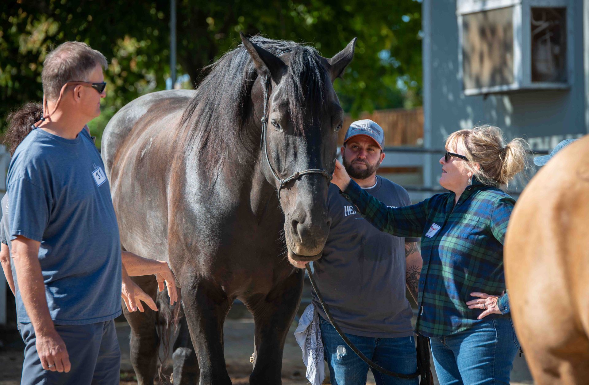 Visitors learning how rescued horses support Equine Assisted Psychotherapy
