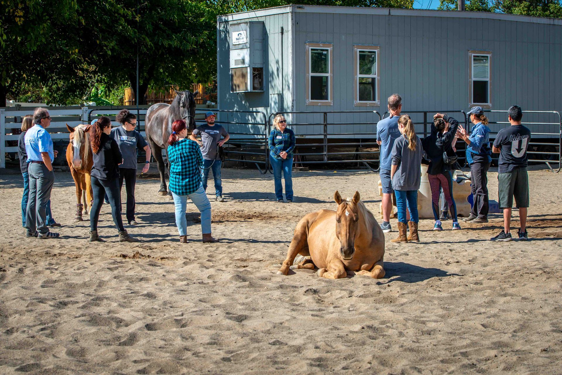 How Equine Assisted Psychotherapy Can Help People Heal