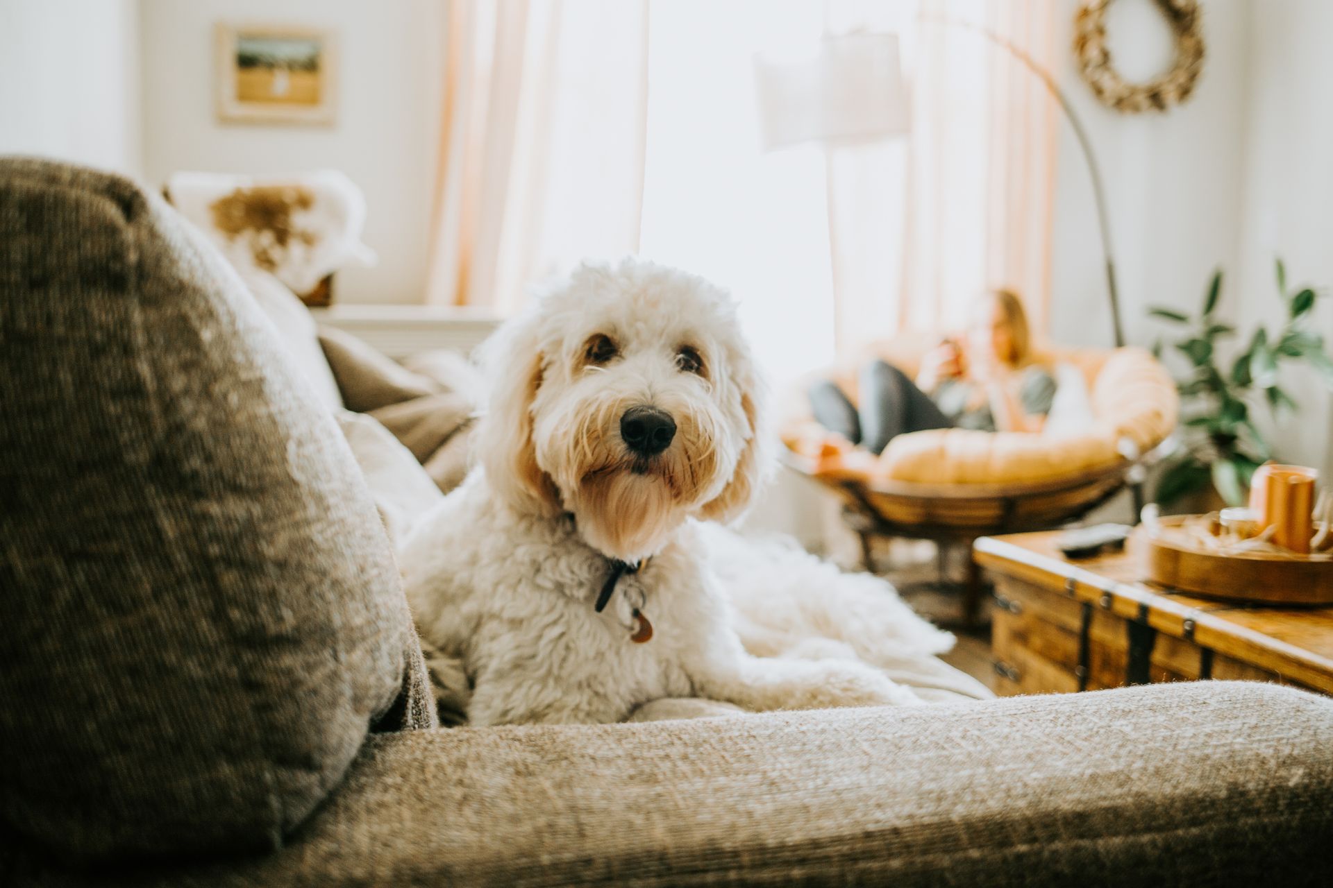 Amenities, like pet friendly features, are important to determine when looking for a kenosha apartment