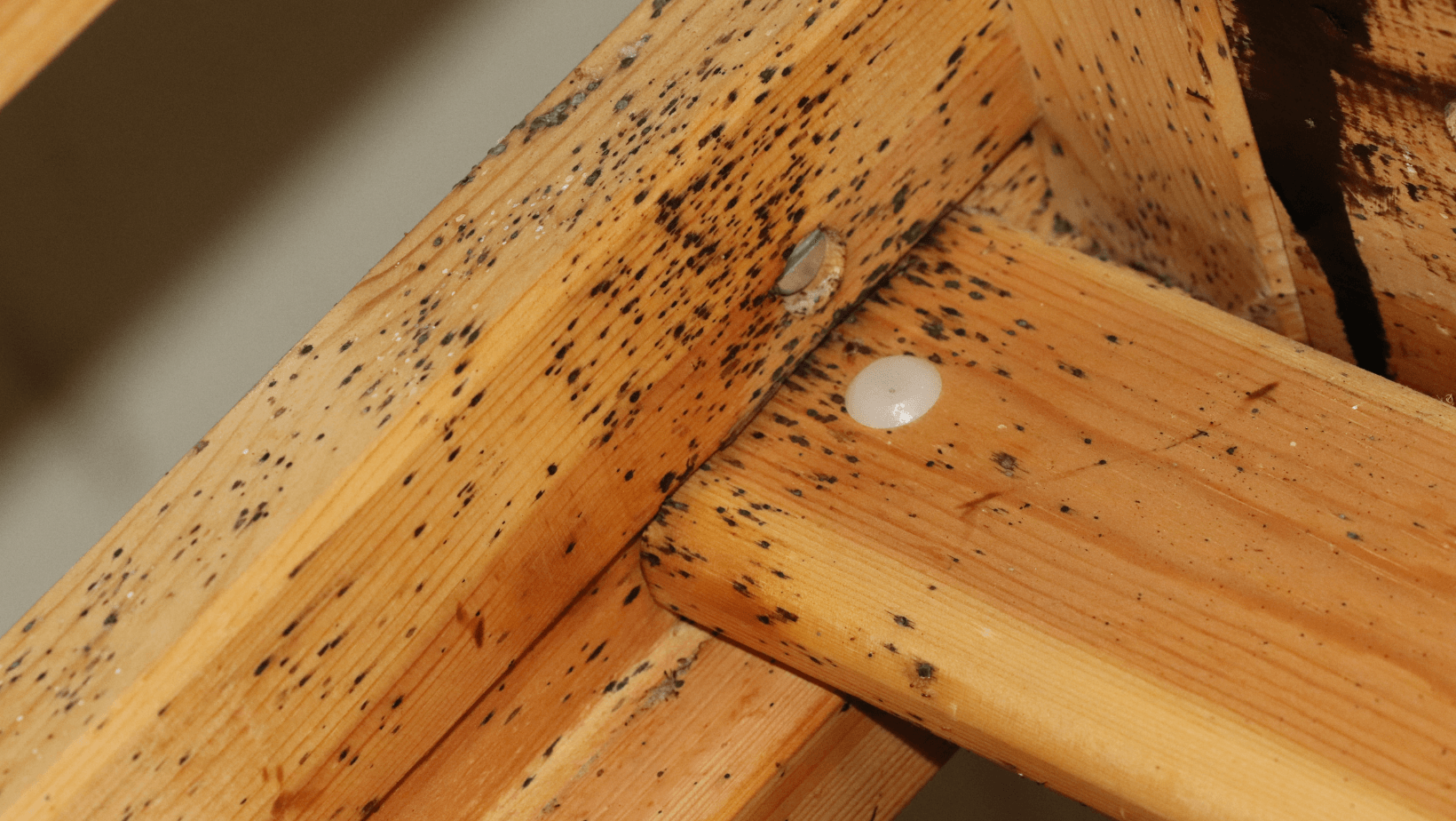 infestation de punaises de lits