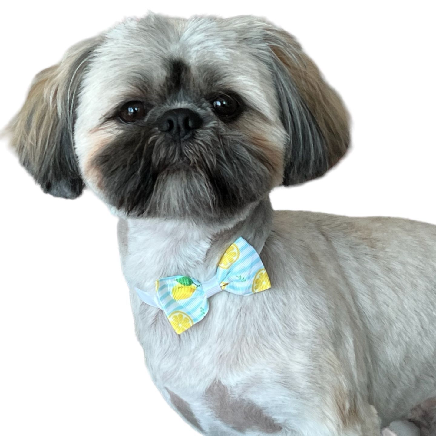 The Pet Stop Boarding & Grooming in Killeen, TX