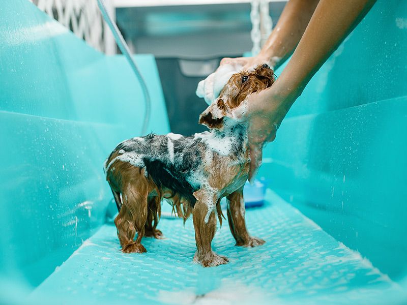 The Pet Stop Boarding & Grooming in Killeen, TX