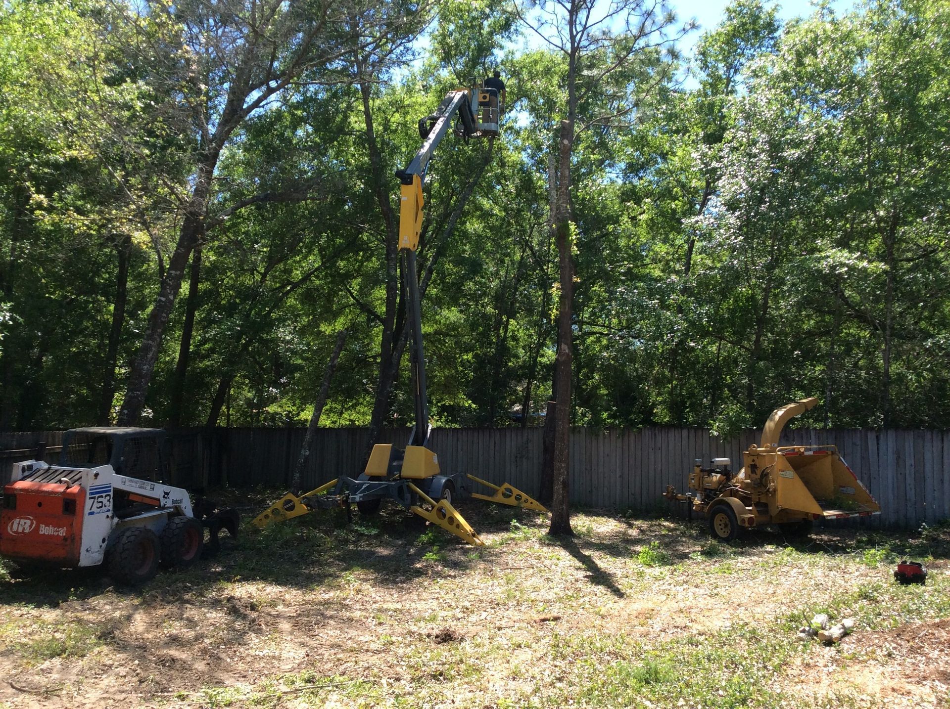 Tree Trimming Professional Addressing Damaged Tree