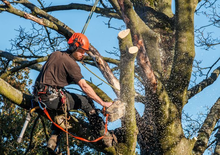 Tree Trimming Professional Suspended From Tree