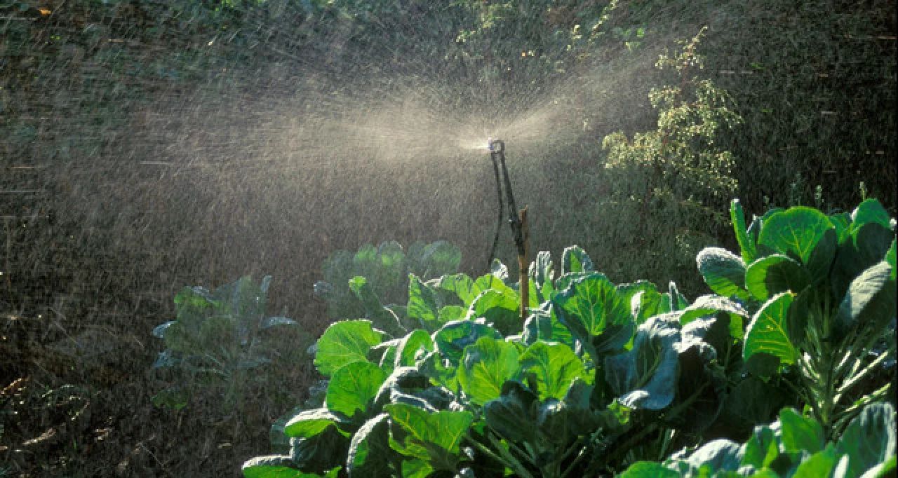 Sunlit garden plants glistening under a fine mist spray at dusk