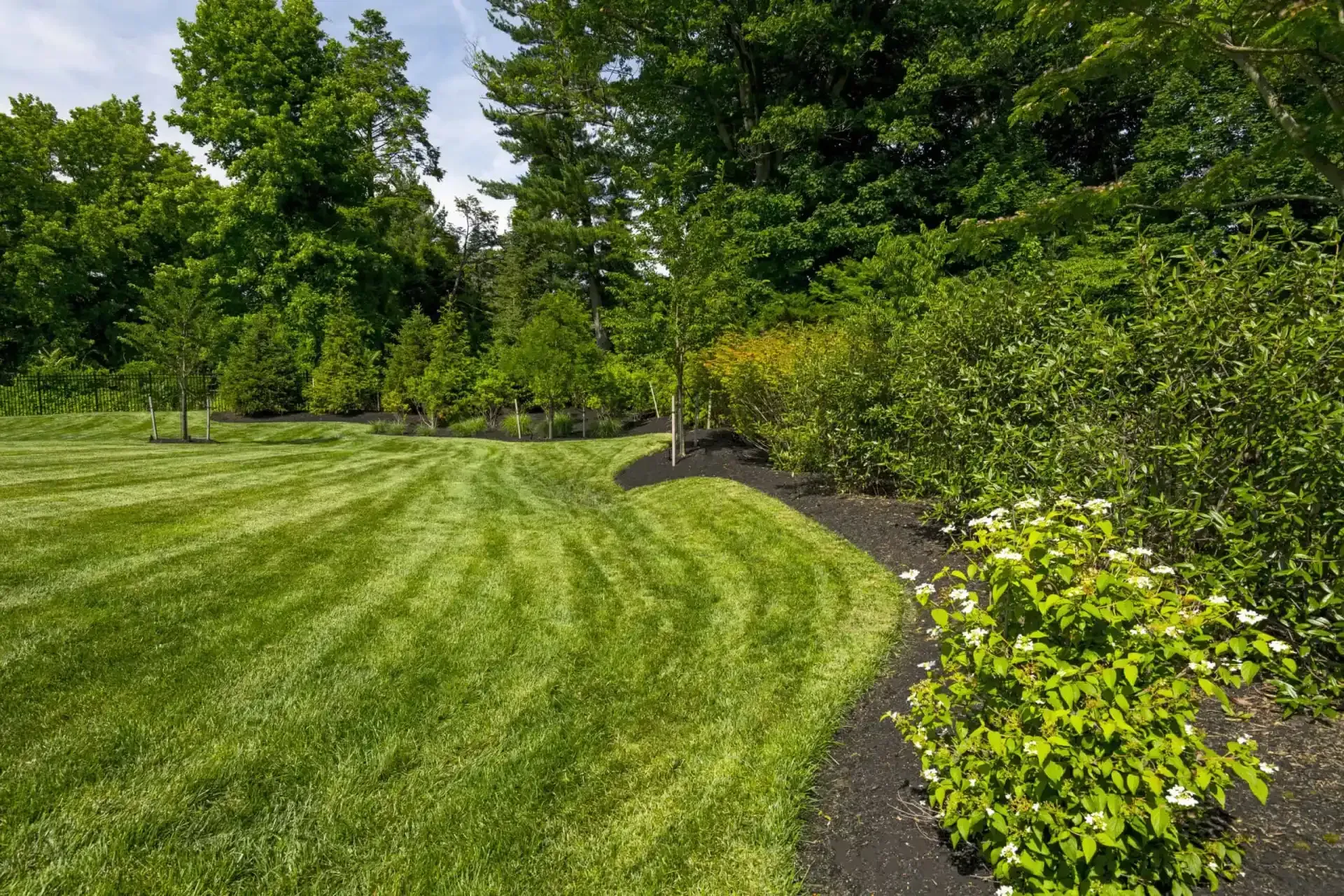 Curved mowed lawn with young trees and shrubs in a landscaped park under a blue sky