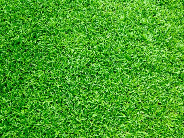 A close up of a lush green field of grass | MowAbility Garden Services Gold Coast