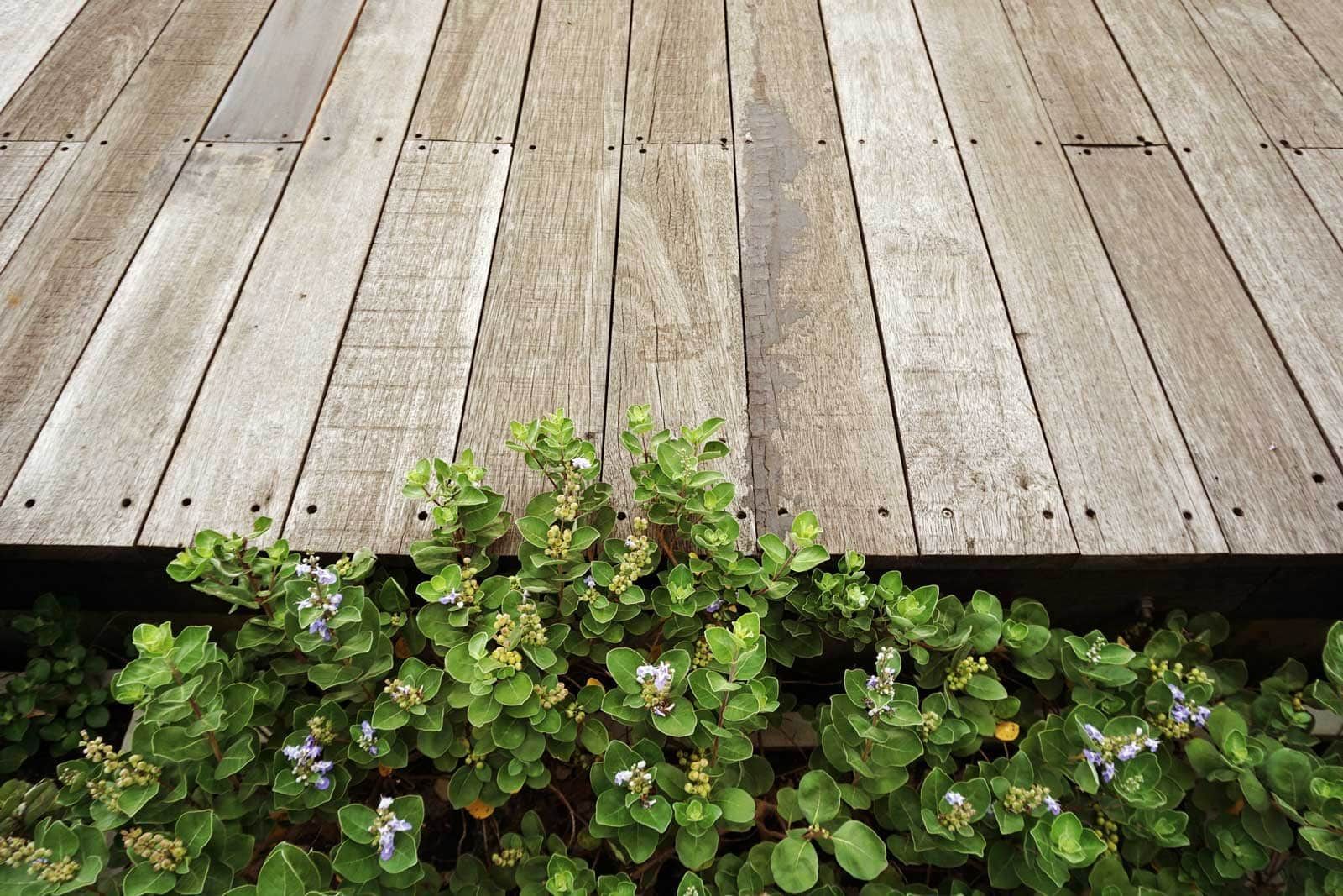 Wooden deck with weathered planks above green, leafy plants.