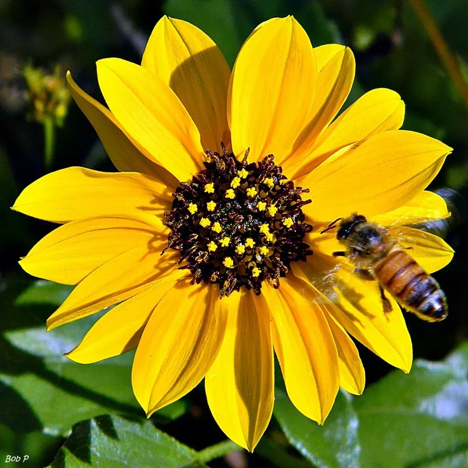 A yellow flower blooming with a bee near it
