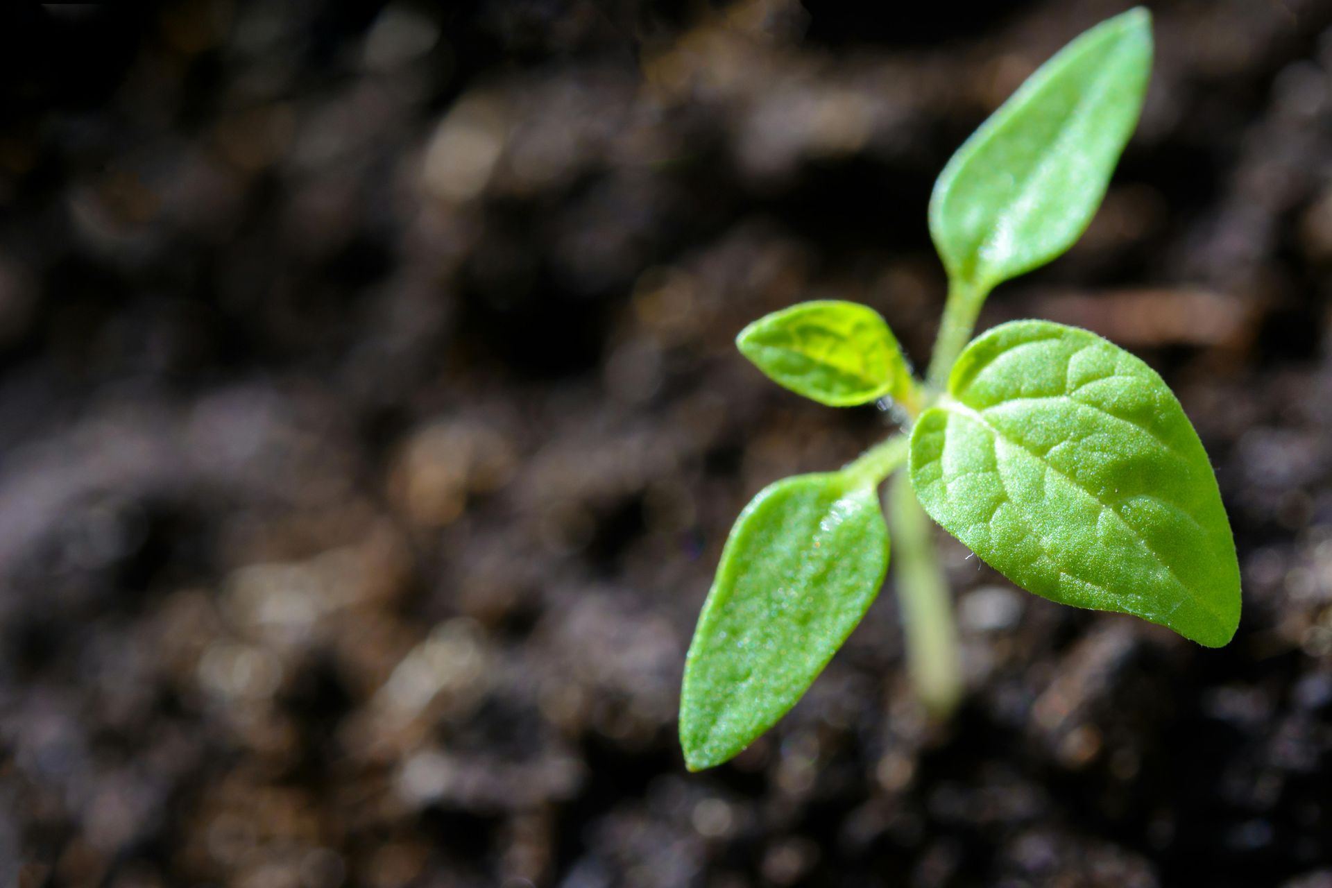 a green bud sprouting from soil