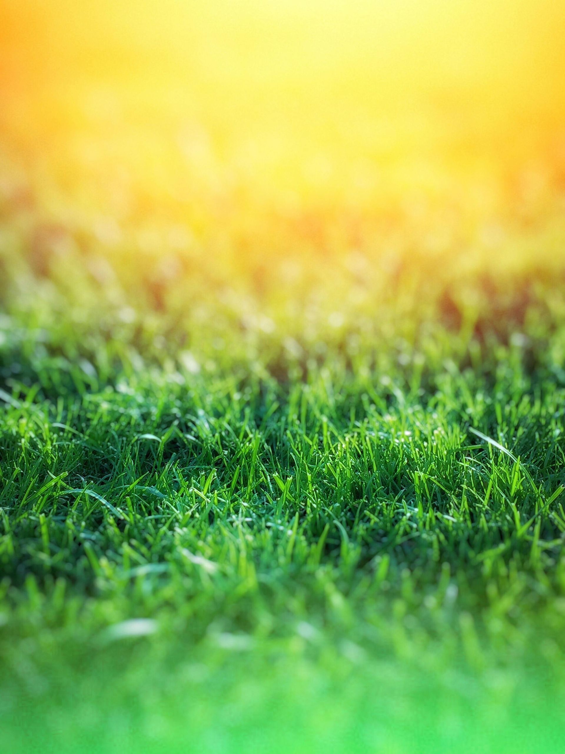 A lush green lawn with sunlight on it.
