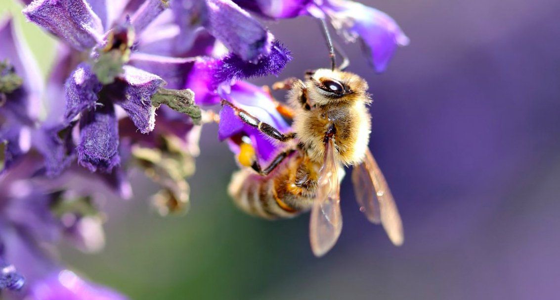 Een honingbij verzamelt nectar uit kleine, felpaarse bloemen, waarbij stuifmeel aan haar poot zichtbaar is tegen een zachte, wazige achtergrond.