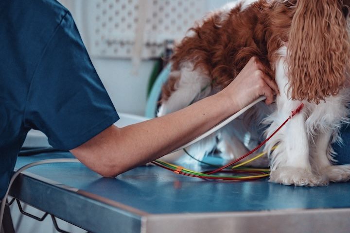 Un chien est examiné par un vétérinaire sur une table.