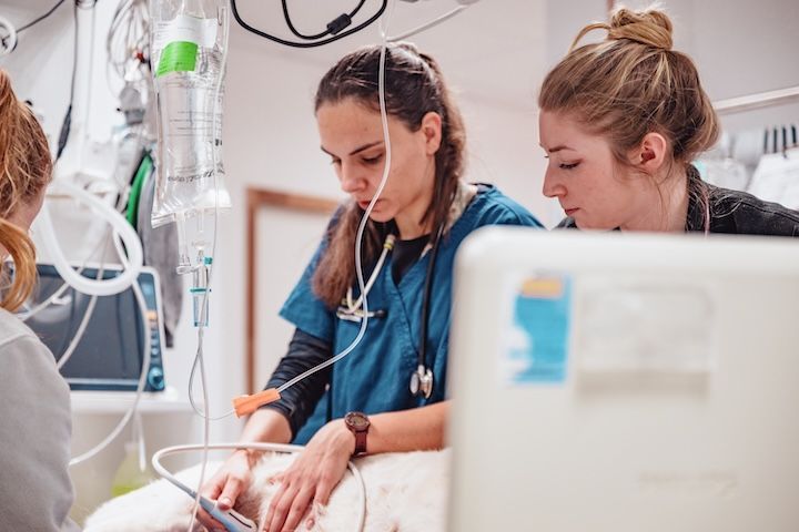 Trois femmes vétérinaires travaillent sur un chien dans une salle d'opération.