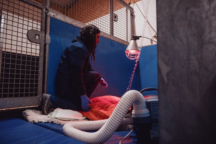 Une femme est agenouillée à côté d'un chien dans une cage.