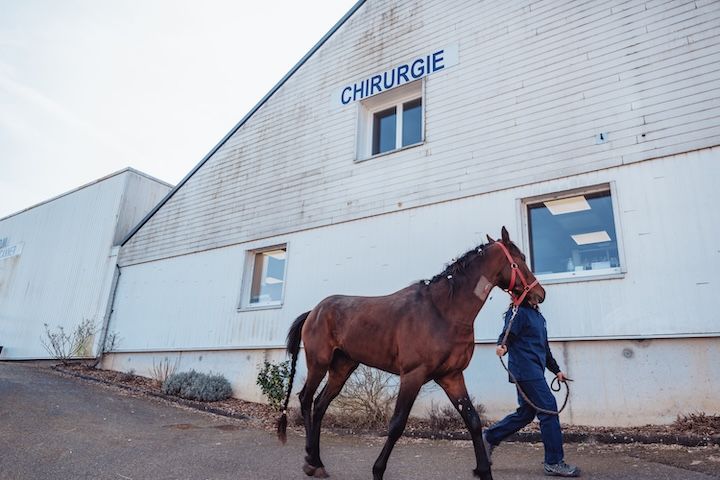 Une personne promène un cheval devant un bâtiment sur lequel est écrit chirurgie