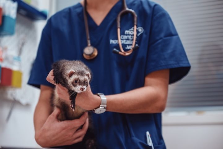 Un vétérinaire tient un furet avec un stéthoscope autour du cou.
