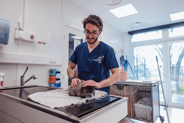 Un vétérinaire examine un chat sur une table dans une clinique vétérinaire.