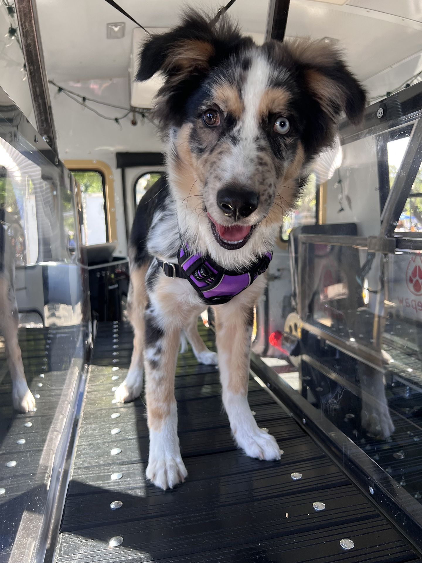 dog running on treadmill 3