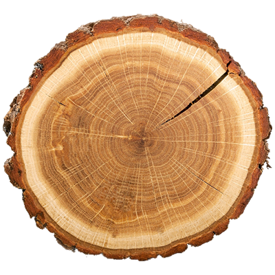 A close up of a tree stump showing the annual rings