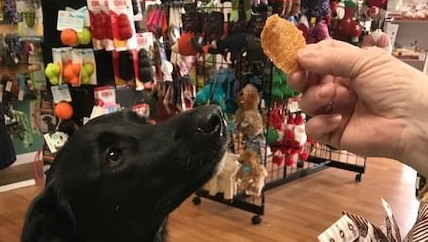 dog treat