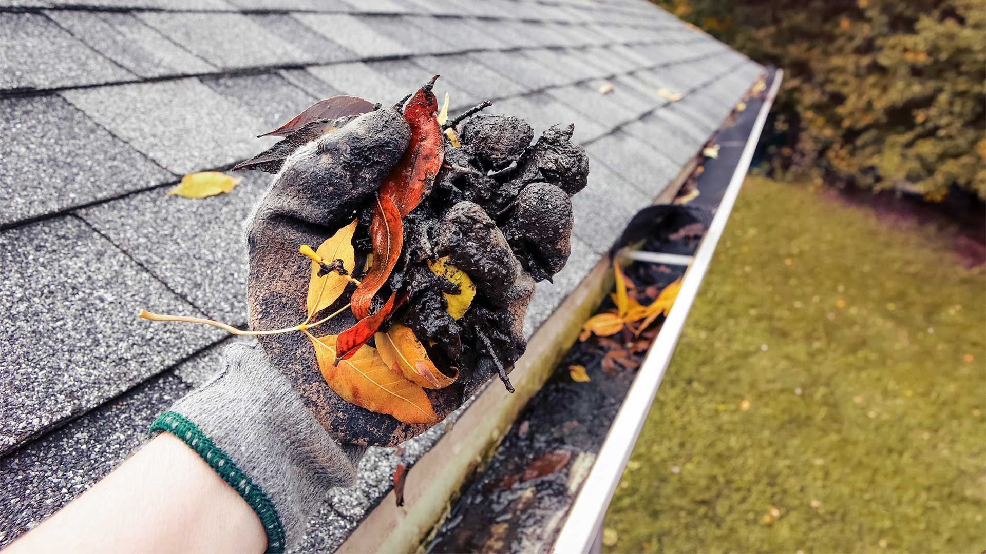 A person is cleaning a gutter of leaves from a roof.