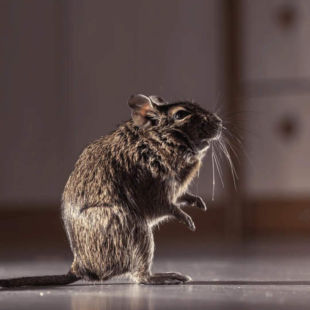 Commercial Pest Control Brisbane