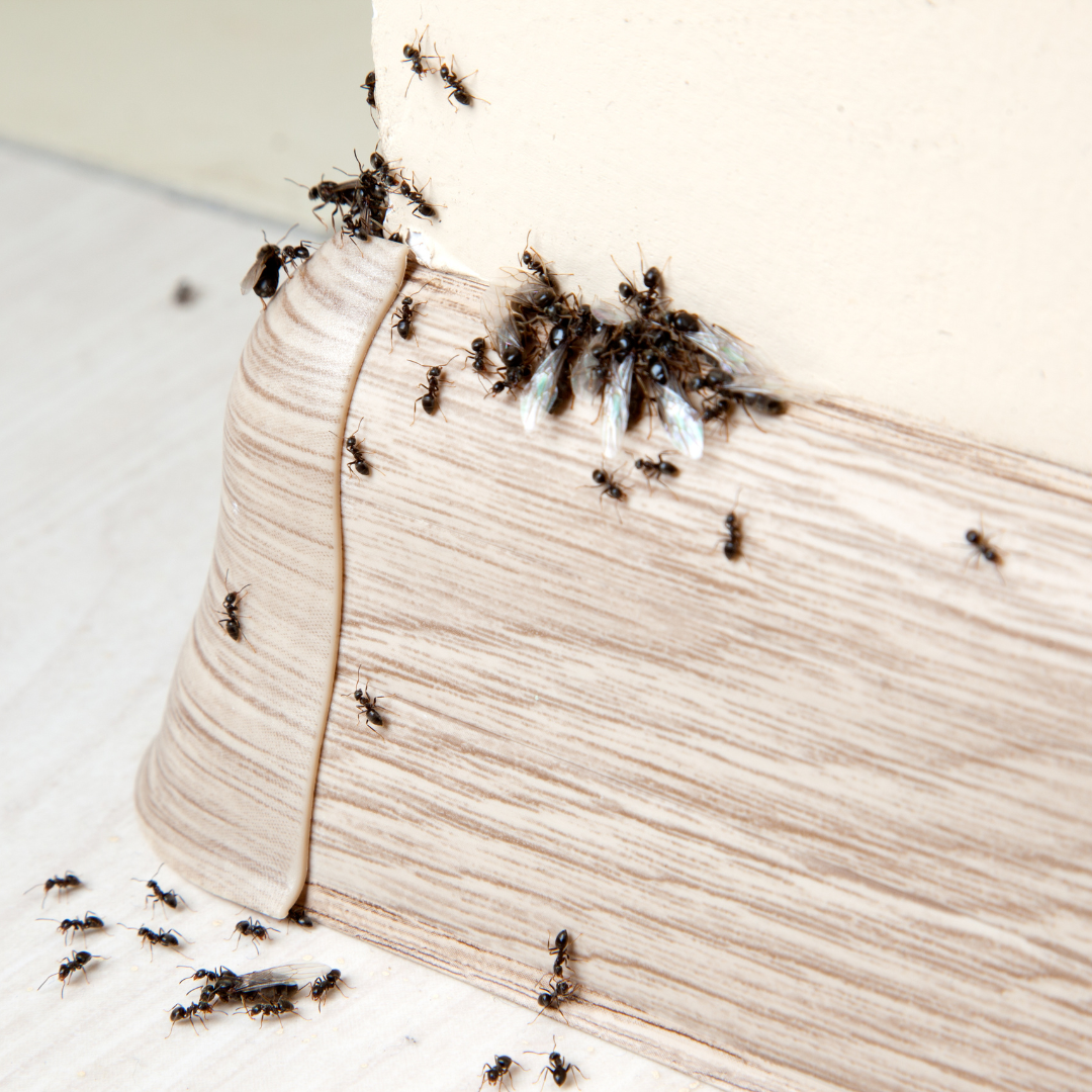 termite protection gold coast
