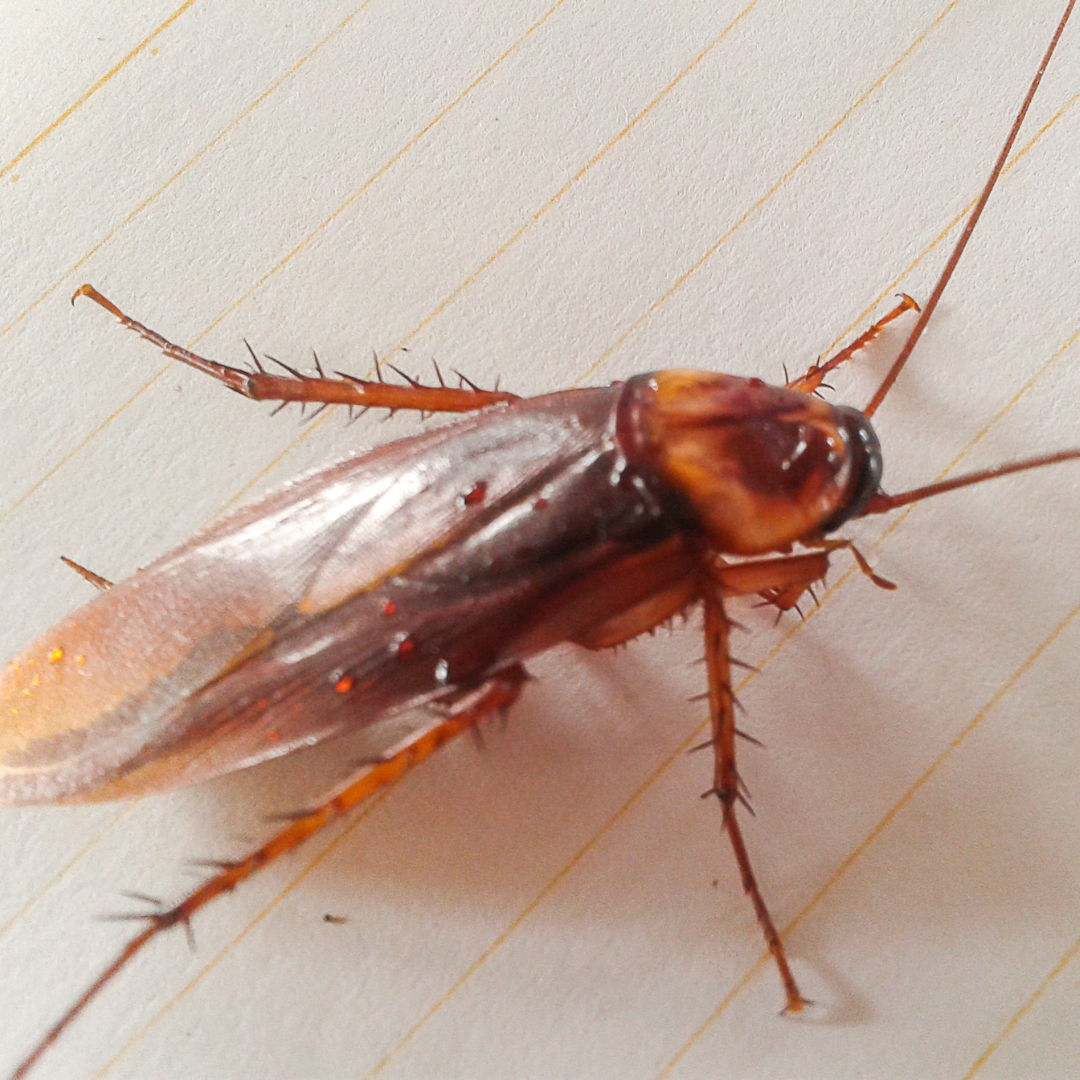 cockroach pest control brisbane