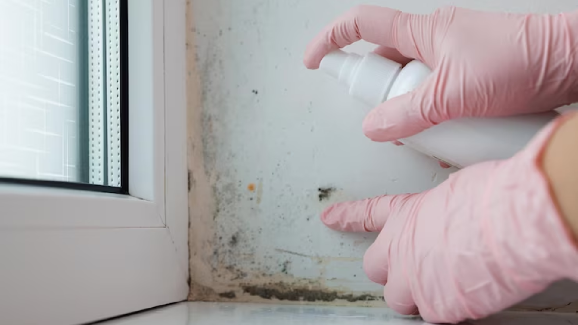 cockroach pest control gold coast