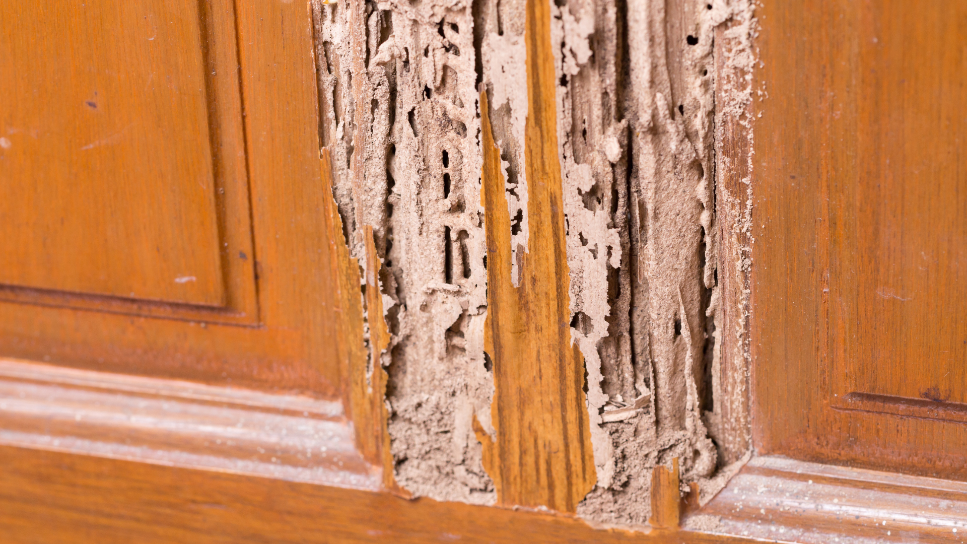 Commercial Pest Control Brisbane