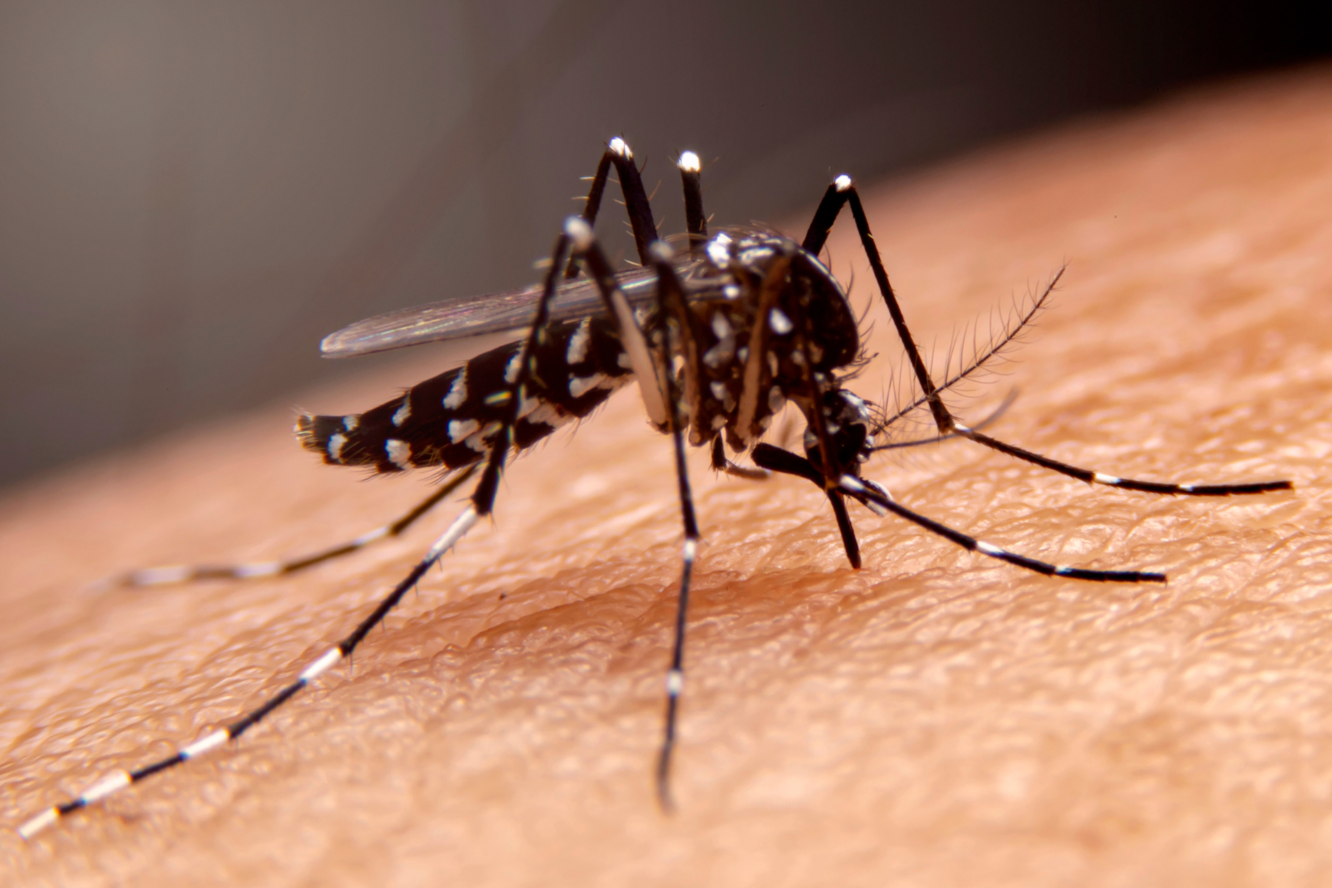Commercial Pest Control Brisbane